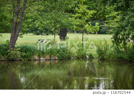 Stromovka Royal Game Reserve, large park in the Bubenec district of Prague, Czech Republic 116702544