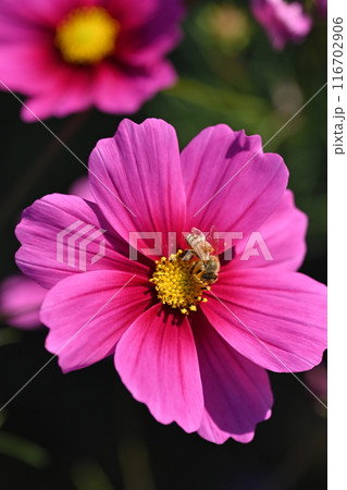 コスモス：cosmos 116702906