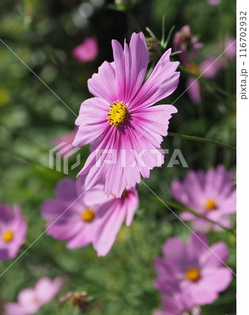 コスモス：cosmos 116702932