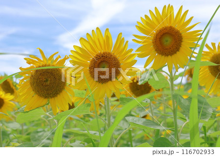 ひまわり 116702933