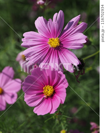 コスモス：cosmos 116702934