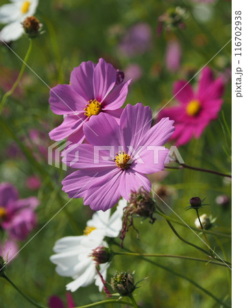 コスモス：cosmos 116702938