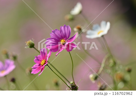 コスモス:cosmos コスモス:cosmos 116702962