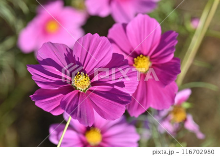 コスモス:cosmos コスモス:cosmos 116702980