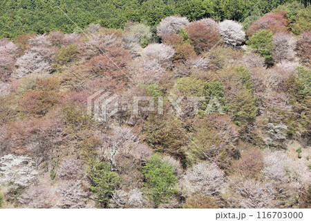 吉野 一目千本桜 吉水神社 奈良県 吉野 一目千本桜 吉水神社 奈良県 116703000