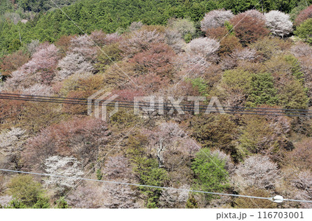 吉野 一目千本桜 吉水神社 奈良県 吉野 一目千本桜 吉水神社 奈良県 116703001