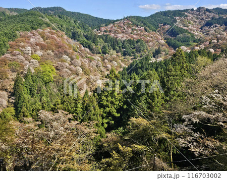 吉野 一目千本桜 吉水神社　奈良県 116703002