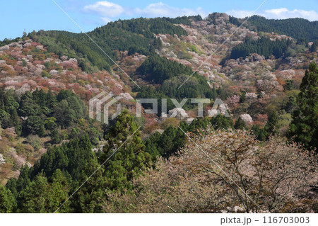 吉野 一目千本桜 吉水神社 奈良県 吉野 一目千本桜 吉水神社 奈良県 116703003