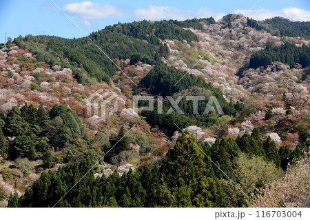 吉野 一目千本桜 吉水神社 奈良県 吉野 一目千本桜 吉水神社 奈良県 116703004