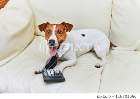 Cute Jack Russel terrier dog accountant thinking and calculating with calculator 116703066