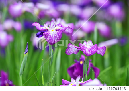 ハナショウブ/Japanese iris 116703348