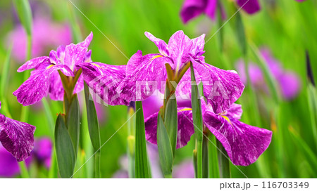 ハナショウブ/Japanese iris 116703349