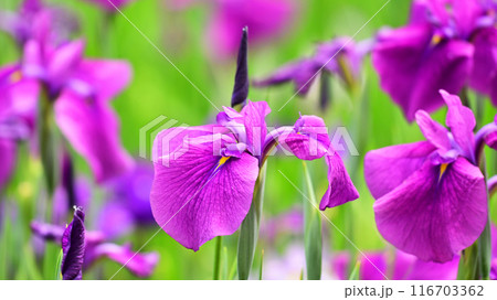 ハナショウブ/Japanese iris 116703362