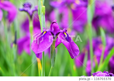 ハナショウブ/Japanese iris 116703370