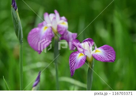 ハナショウブ/Japanese iris 116703371
