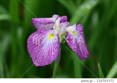 ハナショウブ/Japanese iris 116703372