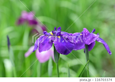 ハナショウブ/Japanese iris ハナショウブ/Japanese iris 116703374