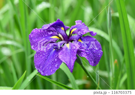 ハナショウブ/Japanese iris 116703375