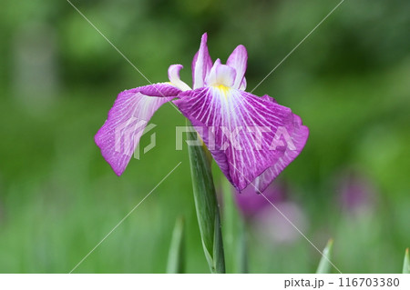 ハナショウブ/Japanese iris 116703380