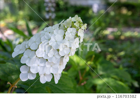 森林公園で咲く美しいカシワバアジサイの花のクローズアップ 116703382