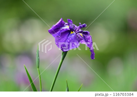 ハナショウブ/Japanese iris 116703384