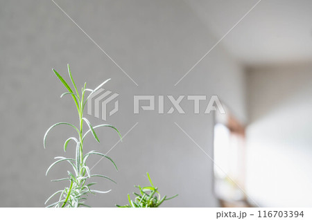 ローズマリー 116703394