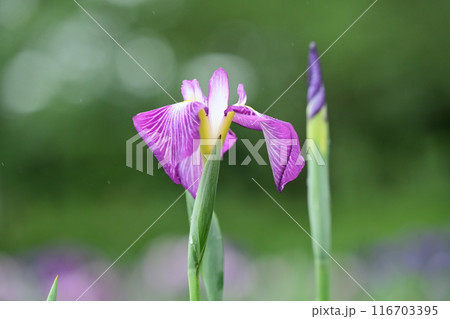 ハナショウブ/Japanese iris ハナショウブ/Japanese iris 116703395