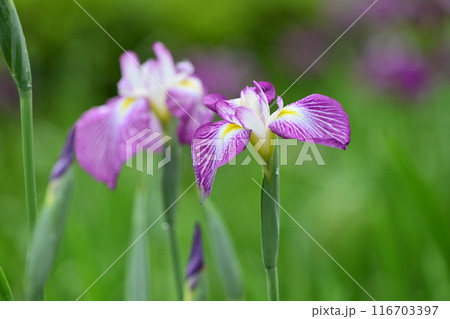 ハナショウブ/Japanese iris ハナショウブ/Japanese iris 116703397