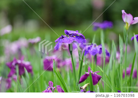 ハナショウブ/Japanese iris ハナショウブ/Japanese iris 116703398