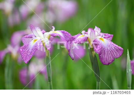 ハナショウブ/Japanese iris ハナショウブ/Japanese iris 116703403