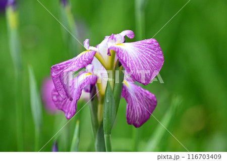 ハナショウブ/Japanese iris ハナショウブ/Japanese iris 116703409