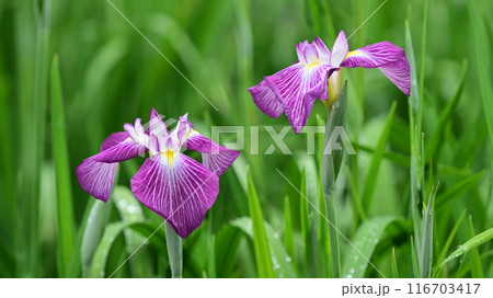ハナショウブ/Japanese iris ハナショウブ/Japanese iris 116703417