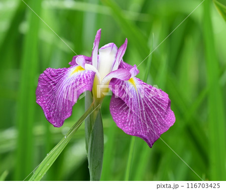 ハナショウブ/Japanese iris 116703425