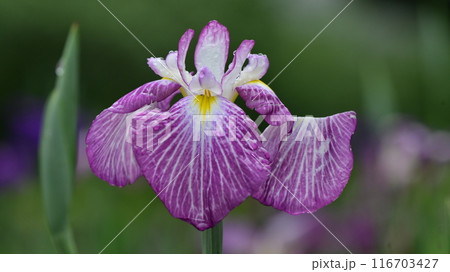 ハナショウブ/Japanese iris 116703427