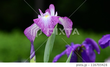 ハナショウブ/Japanese iris ハナショウブ/Japanese iris 116703428