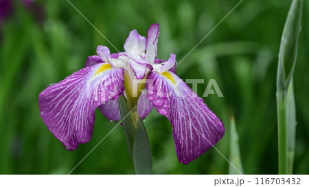 ハナショウブ/Japanese iris ハナショウブ/Japanese iris 116703432