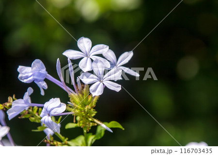 花の先端がややつる性になるルリマツリの別名はアオマツリ 116703435