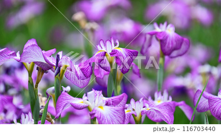 ハナショウブ/Japanese iris 116703440