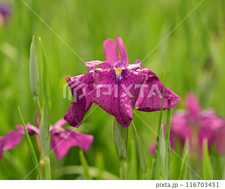 ハナショウブ/Japanese iris 116703451