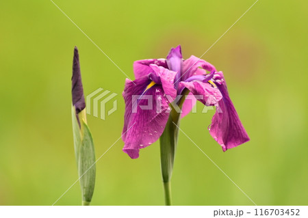 ハナショウブ/Japanese iris 116703452