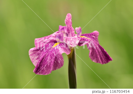 ハナショウブ/Japanese iris ハナショウブ/Japanese iris 116703454