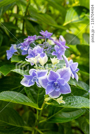 初夏に咲く下田公園の美しい青いガクアジサイの花のクローズアップ 116704484
