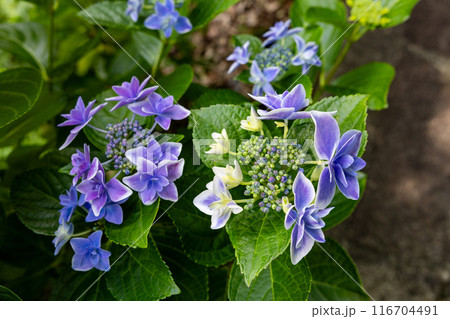 初夏に咲く下田公園の美しい青いガクアジサイの花のクローズアップ 116704491