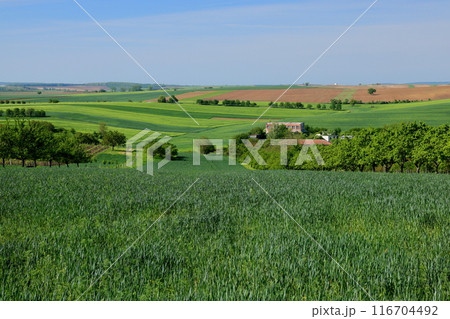 中央ヨーロッパのチェコ共和国　南モラヴィア州キヨフ近くのモラヴィア大草原　色の変化がある丘陵の景色 116704492