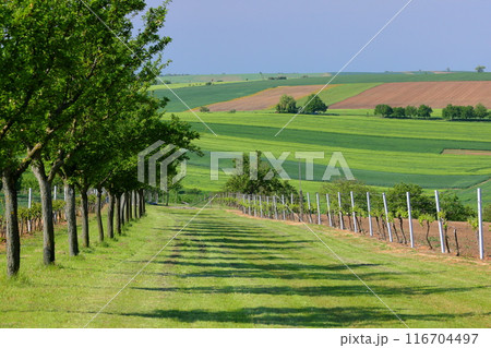 中央ヨーロッパのチェコ共和国 南モラヴィア州キヨフ近くのモラヴィア大草原 色の変化がある丘陵の景色 中央ヨーロッパのチェコ共和国 南モラヴィア州キヨフ近くのモラヴィア大草原 色の変化がある丘陵の景色 116704497
