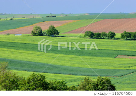 中央ヨーロッパのチェコ共和国　南モラヴィア州キヨフ近くのモラヴィア大草原　色の変化がある丘陵の景色 116704500