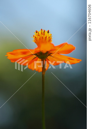 オレンジ色のキバナコスモスの花をクローズアップで撮影 オレンジ色のキバナコスモスの花をクローズアップで撮影 116704606