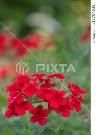 赤いビジョザクラの花 116704632