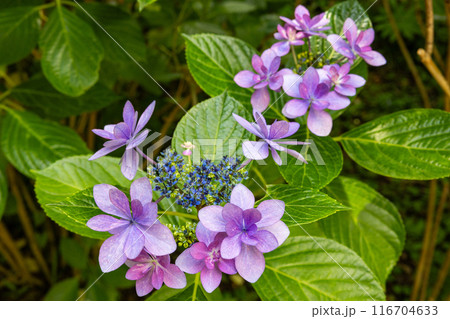 初夏のガーデンに咲くガクアジサイの花　 116704633
