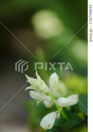 白いオノエランの花 白いオノエランの花 116704642